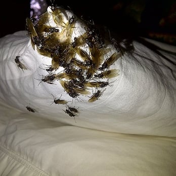 Solutions Pest Control - Pest Control Near Me