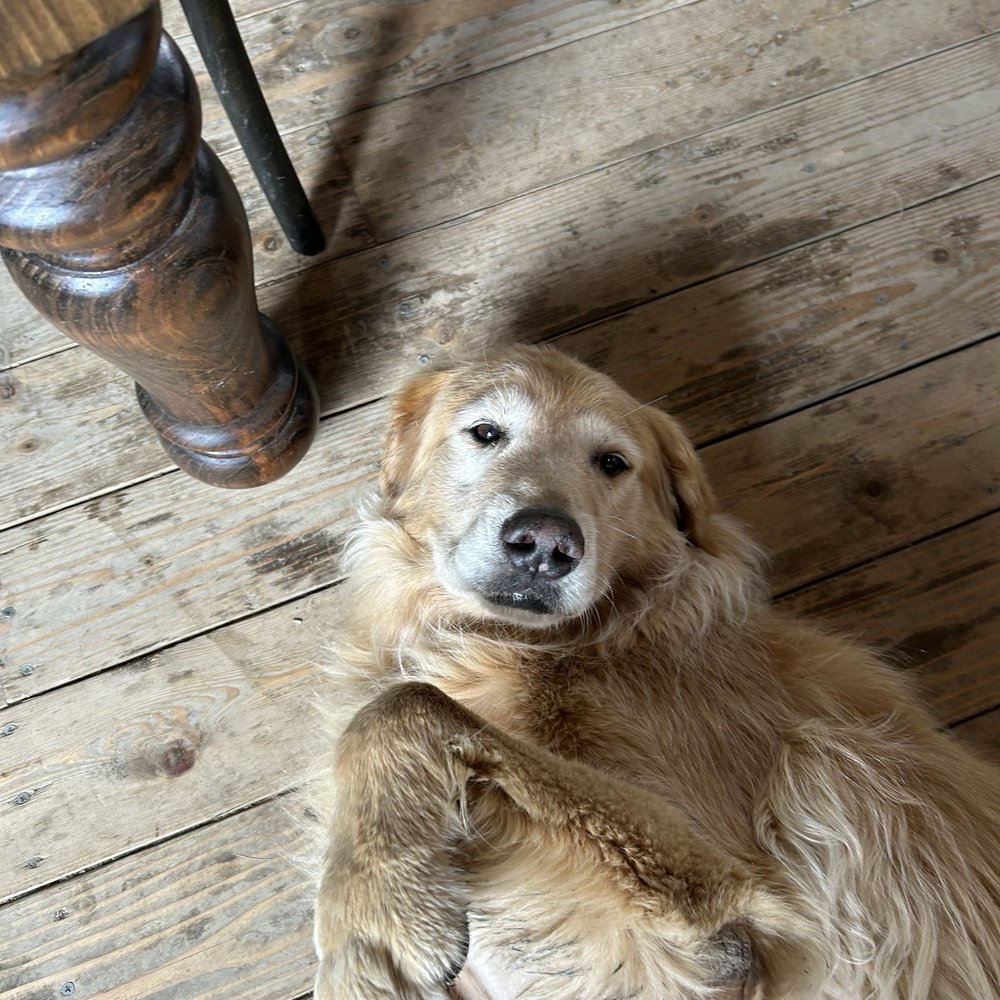 Navarino Orchard - This sweet golden retriever. - Fruits & Veggies Near Me - Syracuse, New York