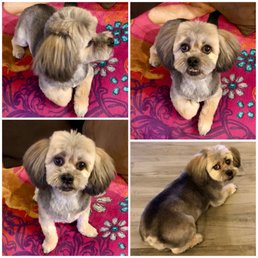 Sandy after a full service groom.
