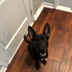 Finley Aces