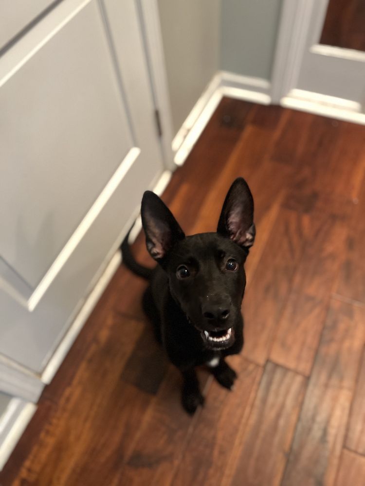 Finley Aces - pet boarding facility in Phenix City, AL