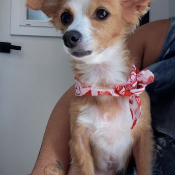 AM PM Ideal Pet Care - Bella patiently waiting ...after a good peptalk - Veterinarians Near Me - Norwalk, California