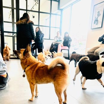 Annie's Social - Barkley enjoying himself with other cute doggie. - Coffee & Tea Near Me - Flushing, New York