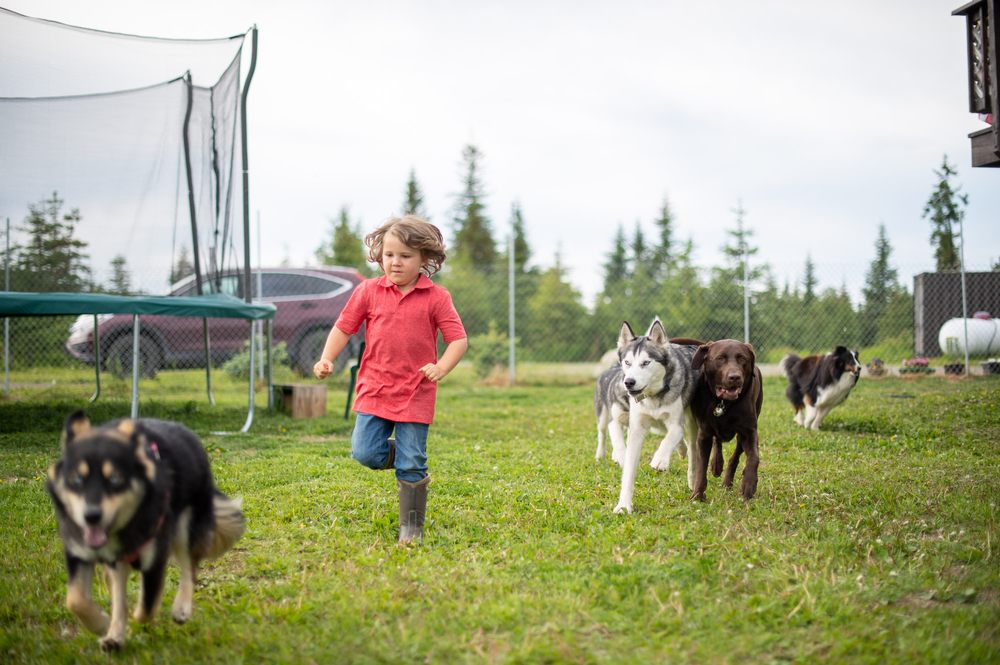 HOMER DOG BOARDING ALASKA Updated July 2024 Request Information