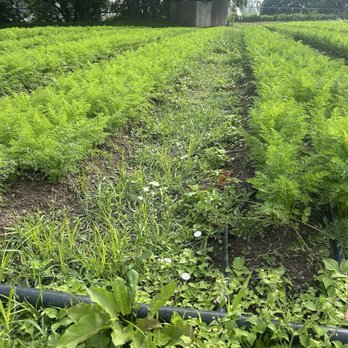 Ohio City Farm - Wonderful farm land in the city. - CSA Near Me - Cleveland, Ohio Ohio City Farm - Wonderful farm land in the city. - CSA Near Me - Cleveland, Ohio