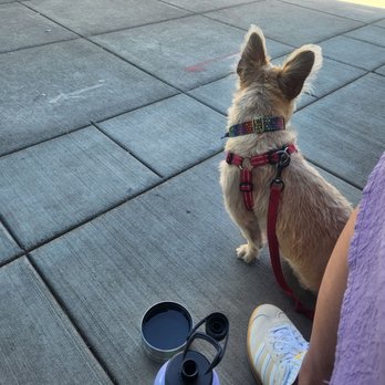Snow Bunny Coffee - Cafes Near Me - Portland, Oregon Snow Bunny Coffee - Cafes Near Me - Portland, Oregon