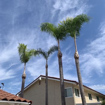 Ismael Gonzalez Tree service - After the trim! Spotless! No more seeds, dangling palms, or risk of palms falling. - Tree Services Near Me Ismael Gonzalez Tree service - After the trim! Spotless! No more seeds, dangling palms, or risk of palms falling. - Tree Services Near Me