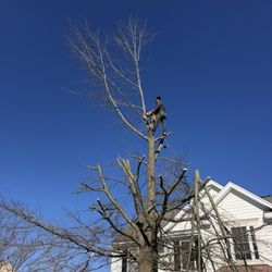 CJ's Lawn and Tree Service - Tree trimming