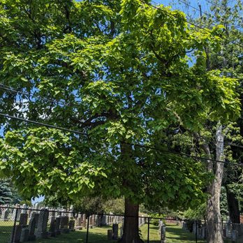 St John's Norway Cemetery & Crematorium - Huge tree at the cemetery - Funeral Services & Cemeteries Near Me - Toronto, Ontario St John's Norway Cemetery & Crematorium - Huge tree at the cemetery - Funeral Services & Cemeteries Near Me - Toronto, Ontario