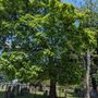 Photo of St John's Norway Cemetery & Crematorium