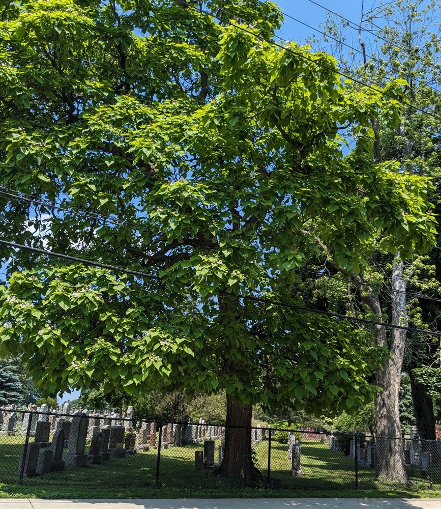 St John's Norway Cemetery & Crematorium logo