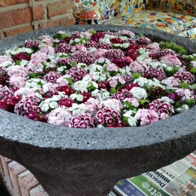 La Tequila Cocina de México Av México by null