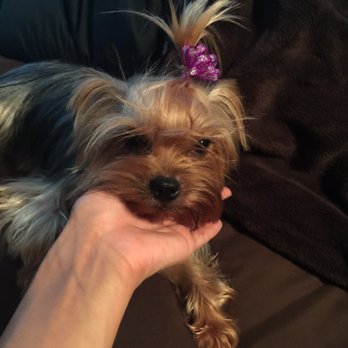 Austin Pet Stylist - Minnie! - Pet Groomers Near Me - Austin, Texas Austin Pet Stylist - Minnie! - Pet Groomers Near Me - Austin, Texas