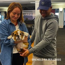 Brenglora Bulldogs - A puppy meeting new owners at the airport. Delivered by our courier