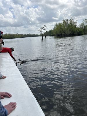 McGee's Louisiana Swamp & Airboat Tours by null