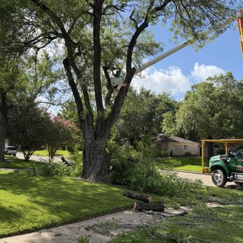 Gulf Coast Tree Removal - Tree Services Near Me Gulf Coast Tree Removal - Tree Services Near Me