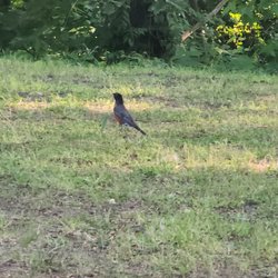 White Bank Park - American Robin
