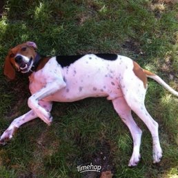 My Tennessee Walker Coonhound Baxter who I adopted from Felines & Canines.