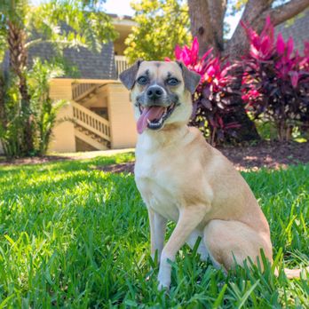 Westmount at Winter Park by Greystar - We are a Pet Friendly Community - Apartments Near Me - Winter Park, Florida Westmount at Winter Park by Greystar - We are a Pet Friendly Community - Apartments Near Me - Winter Park, Florida