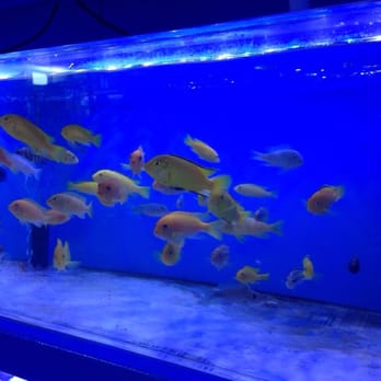 Rainbow Aquarium and Pond - So many fish to see - Aquarium Services Near Me - Arleta, California Rainbow Aquarium and Pond - So many fish to see - Aquarium Services Near Me - Arleta, California