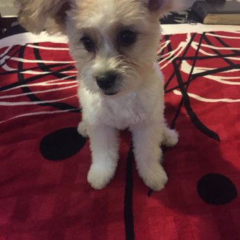 Puppy 4 U - Pet Groomers Near Me - Los Angeles, California