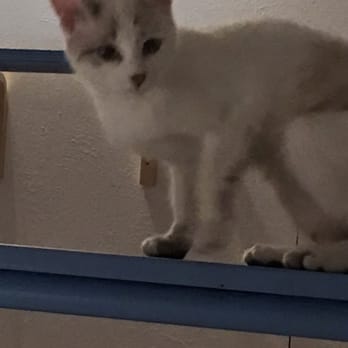 Cat Café - Cafeteria Near Me - Milan, Michigan