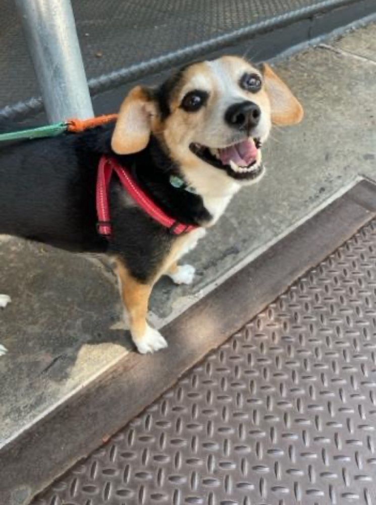 Oh To Be A Dog - New York - pet boarding facility in New York, NY