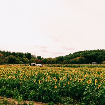 Hanson's Farm - Sunflower field - Farmers Market Near Me - Framingham, Massachusetts