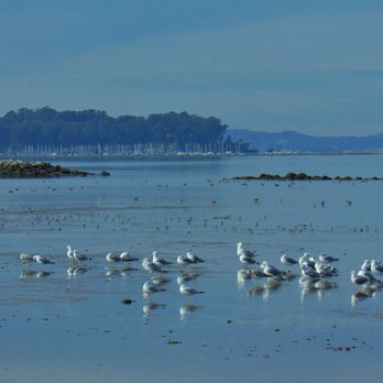 Shoreline Parks - Facing Coyote Point - Parks Near Me - San Mateo, California Shoreline Parks - Facing Coyote Point - Parks Near Me - San Mateo, California