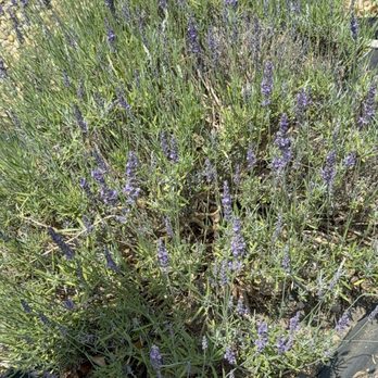 Pleasant Valley Lavender - Pick Your Own Farms Near Me - Morganville, New Jersey Pleasant Valley Lavender - Pick Your Own Farms Near Me - Morganville, New Jersey