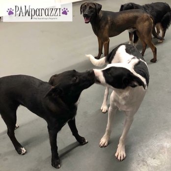 Pawparazzi Pet Resort - Puppy love. - Pet Training Near Me - Los Angeles, California Pawparazzi Pet Resort - Puppy love. - Pet Training Near Me - Los Angeles, California
