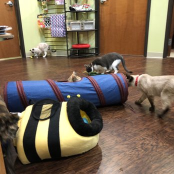 The Charming Cat Corner - Pet Stores Near Me - Lewisville, Texas The Charming Cat Corner - Pet Stores Near Me - Lewisville, Texas