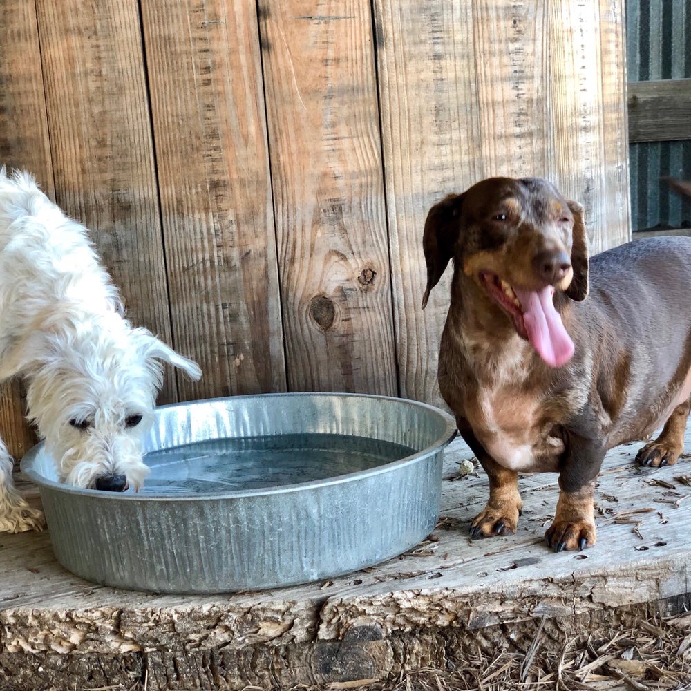 Happy Hounds Hotels - Pet Boarding Near Me - Kyle, Texas Happy Hounds Hotels - Pet Boarding Near Me - Kyle, Texas
