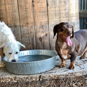 Happy Hounds Hotels - Pet Boarding Near Me - Kyle, Texas
