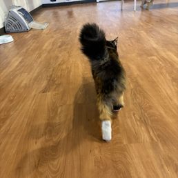 boba walking away