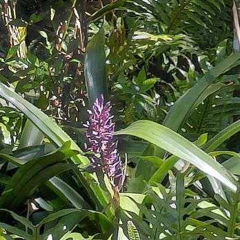 McKee Botanical Garden - Botanical Gardens Near Me - Vero Beach, Florida McKee Botanical Garden - Botanical Gardens Near Me - Vero Beach, Florida