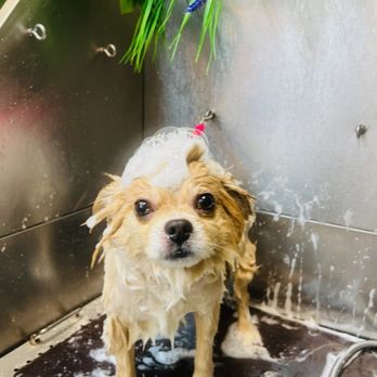 Wanderer Hub Pet Salon - Dog Walkers Near Me - New York, New York Wanderer Hub Pet Salon - Dog Walkers Near Me - New York, New York