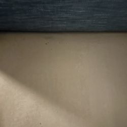 Bed bugs