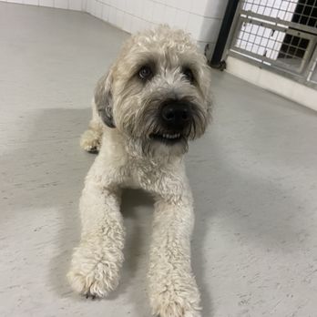 Urban Dog House - Pet Training Near Me - Milpitas, California