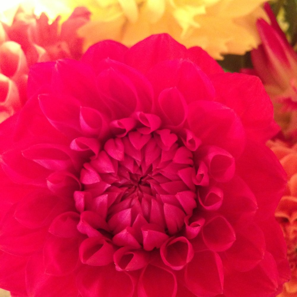 Maika's Garden - Florists Near Me - Seattle, Washington Maika's Garden - Florists Near Me - Seattle, Washington