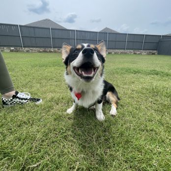 Pup It Up - Pet Groomers Near Me - Mansfield, Texas