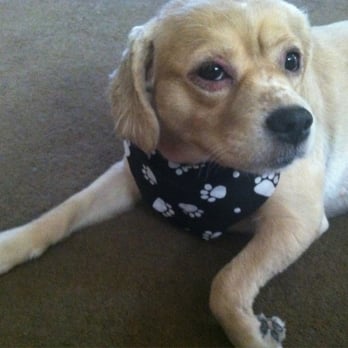 bonnie's pampered pets