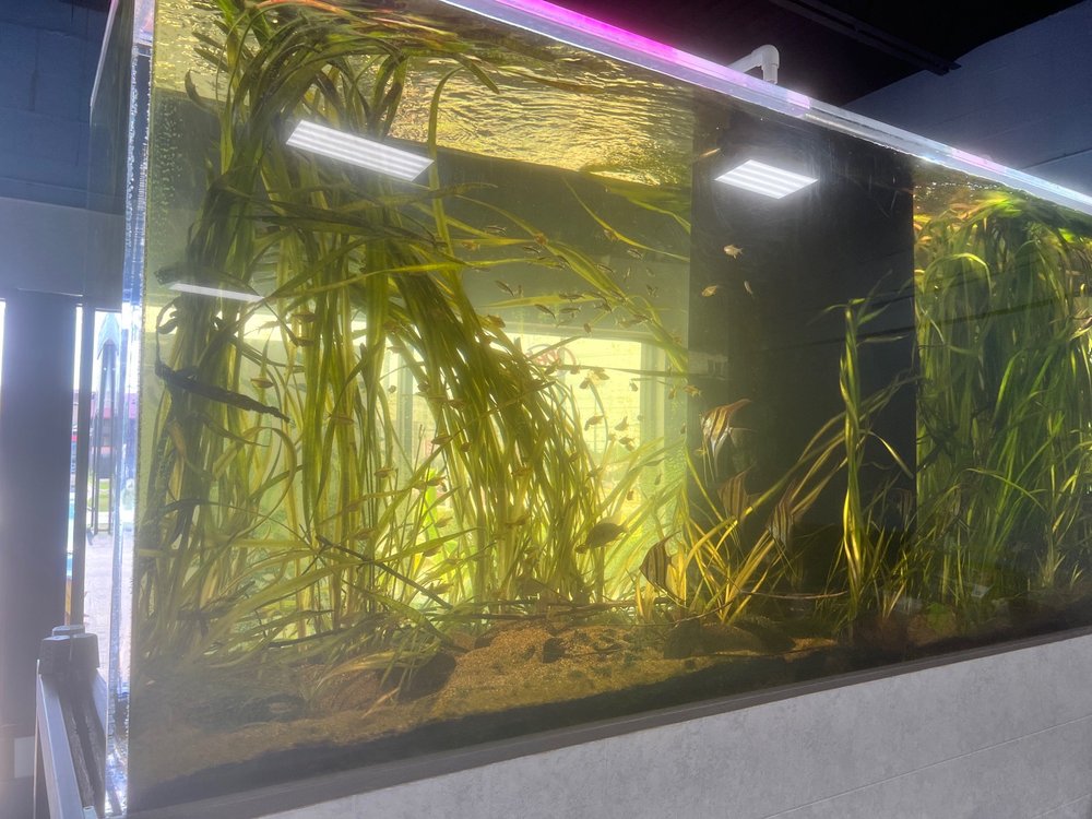 FINSPIRATION AQUATICS Updated August 2024 2310 E Sharon Rd