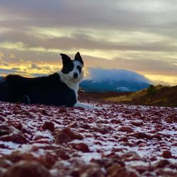 Inertia Canine - Grand Canyon