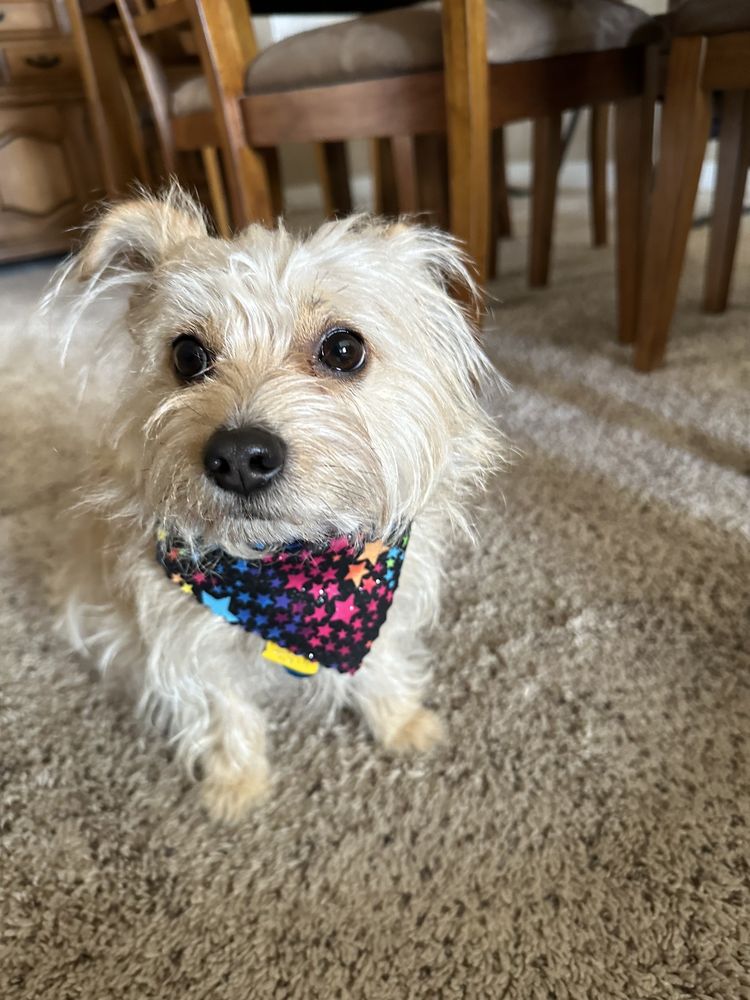 DOGGIE SUDS MOBILE SPA Updated August 2024 11 Photos Bullhead