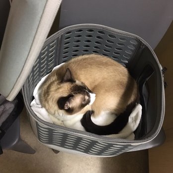 South Davis Veterinary Center - Loves his carrier... - Veterinarians Near Me - Davis, California South Davis Veterinary Center - Loves his carrier... - Veterinarians Near Me - Davis, California