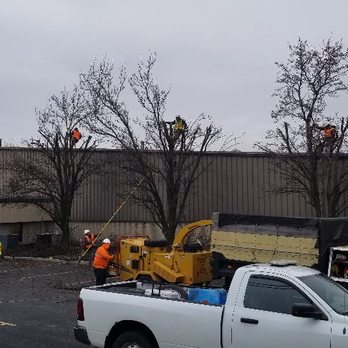 D And B Tree Services - Tree Services Near Me D And B Tree Services - Tree Services Near Me