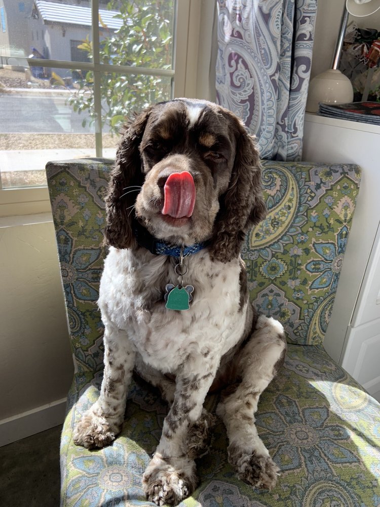 PAWS AND GO Updated October 2024 1675 E Lohman, Las Cruces, New