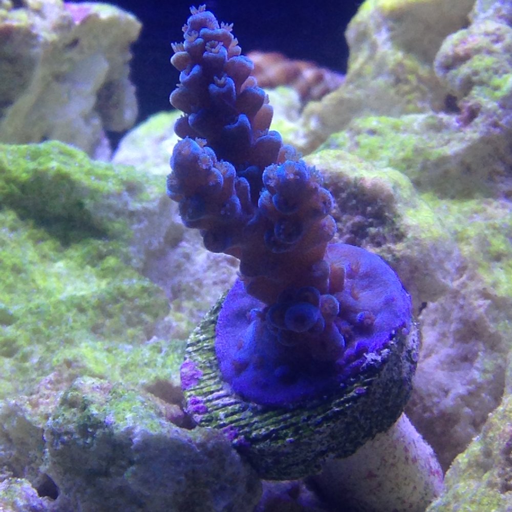Manhattan Aquariums - A beautiful healthy Australian Purple Acropora in my reef tank I acquired from Manhattan Aquariums!
Thanks Mike! - Aquarium Services Near Me - Queens, New York Manhattan Aquariums - A beautiful healthy Australian Purple Acropora in my reef tank I acquired from Manhattan Aquariums!
Thanks Mike! - Aquarium Services Near Me - Queens, New York