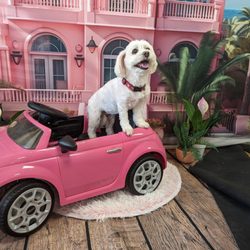 Passion 4 Pooches Pet Spa